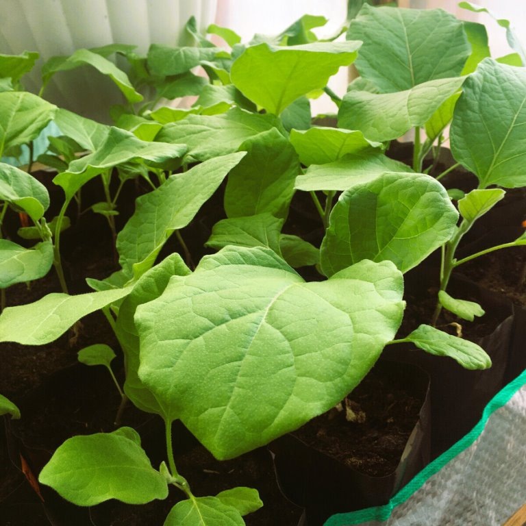 После пикировки баклажаны начинают активно расти