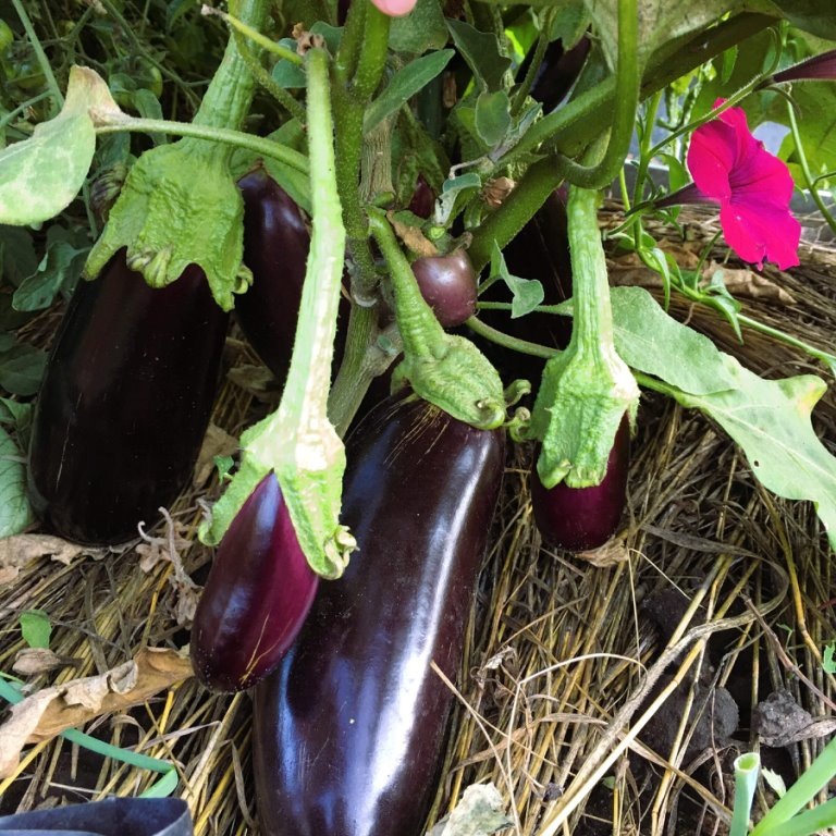 Скороспелый 148 - низкорослый сорт для ОГ. Вот такая завязь на конец июля была