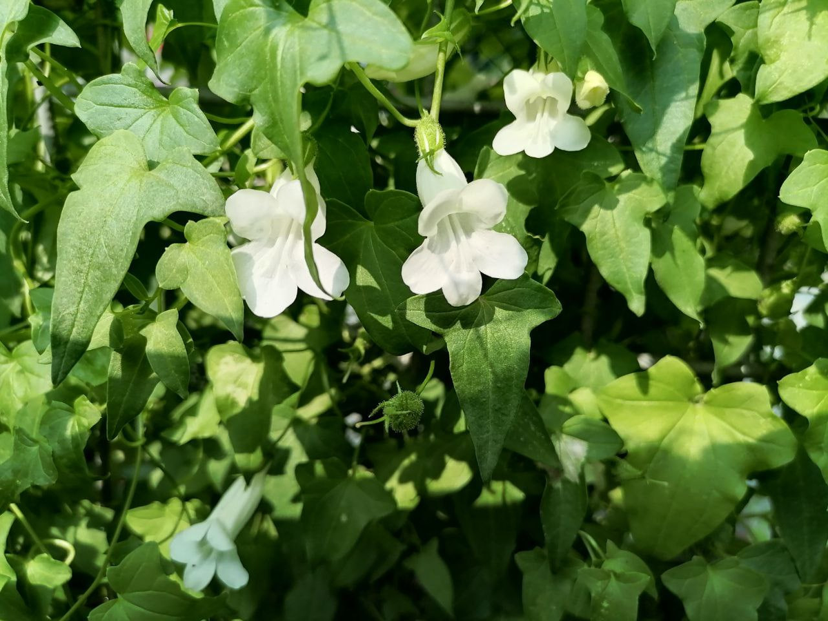 Азарина мне попадалась трех цветов: розовая, белая и фиолетовая