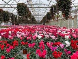    Фото: Администрация Предгорного округа Елена Гаврина