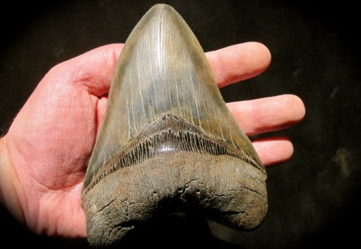 Зуб мегалодона