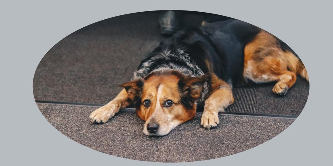 За жестокое обращение с животными предложили штраф до 1 млн рублей