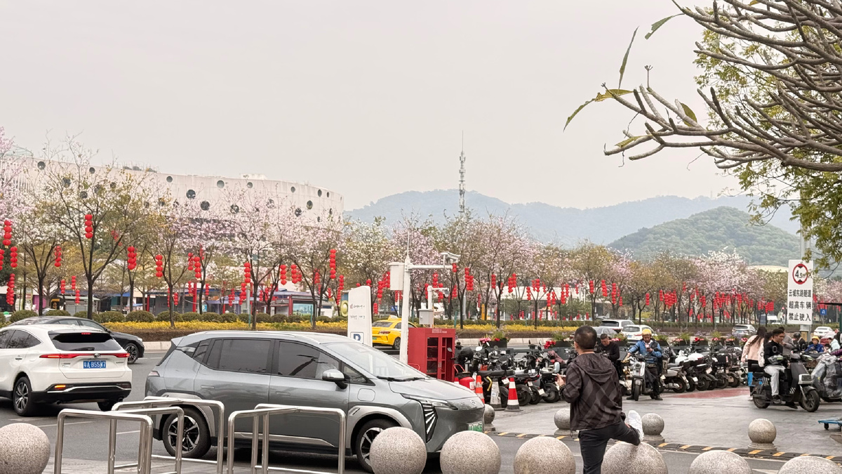 Цветет сакура