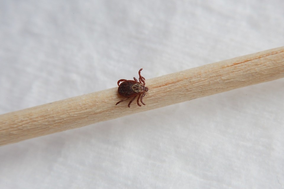 Клещи начинают просыпаться при температуре воздуха около +1…+3 градусов.