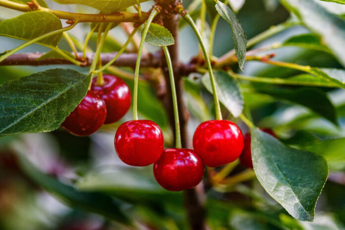    Вишневый код да Винчи: Как обычная ягода переписала протоколы лечения рака к 2032 году и почему акции агрохолдингов стоят дороже биткоина