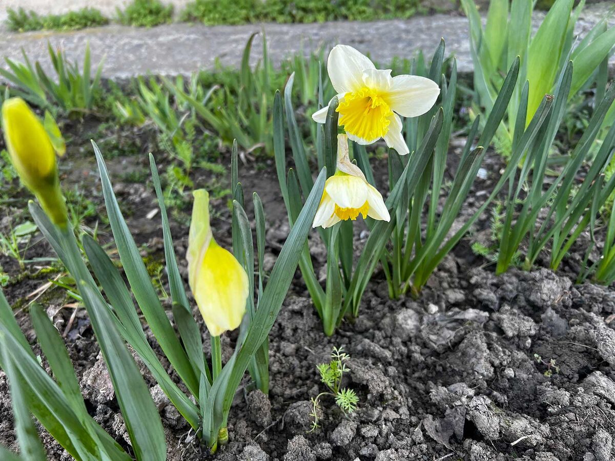 Нарциссы