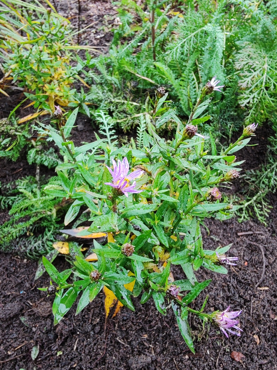 Пусть цветов немного, зато какая зелень!