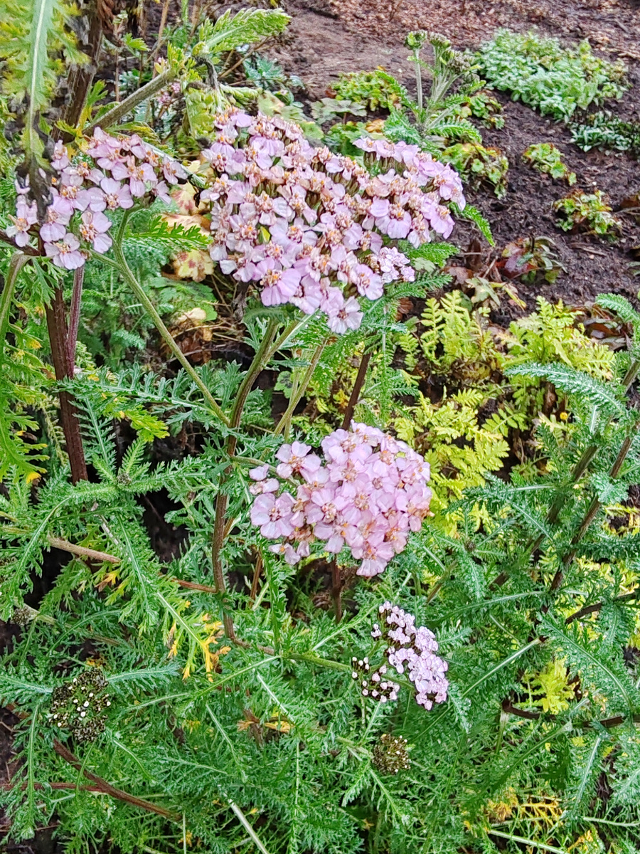 За тысячелистником шартрезная зелень пижмы Исла голд.