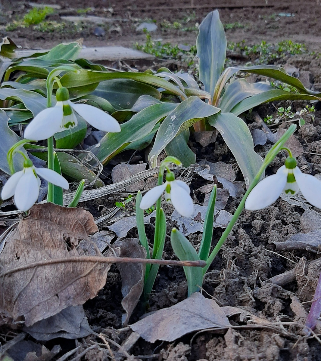 Галантус 11 марта 2026