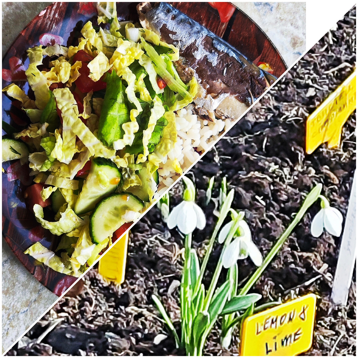 Коллаж автора.