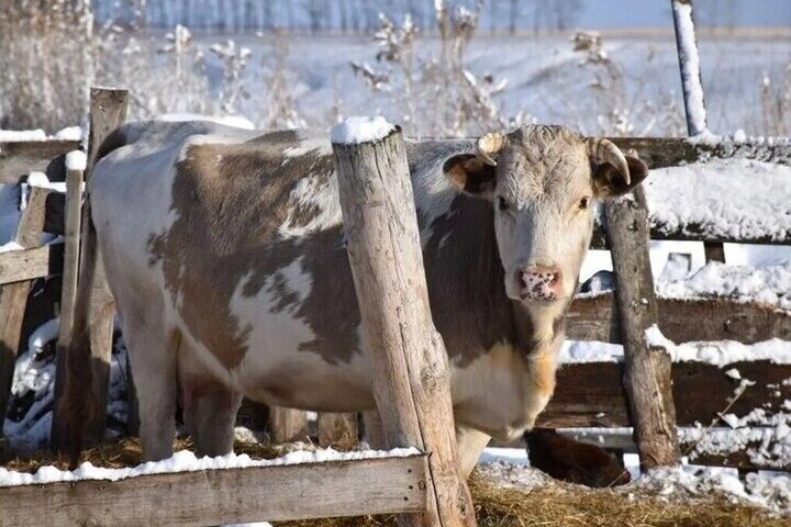 Угрозы нет. В Алтайском крае локализовали очаги пастереллеза
