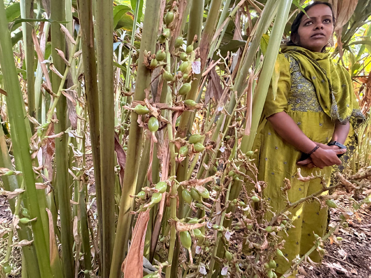 Наш экскурсовод выглядит дюймовочкой рядом с кустом кардамона