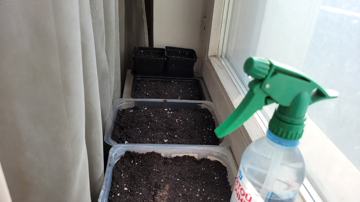 Коробочки с рассадой.