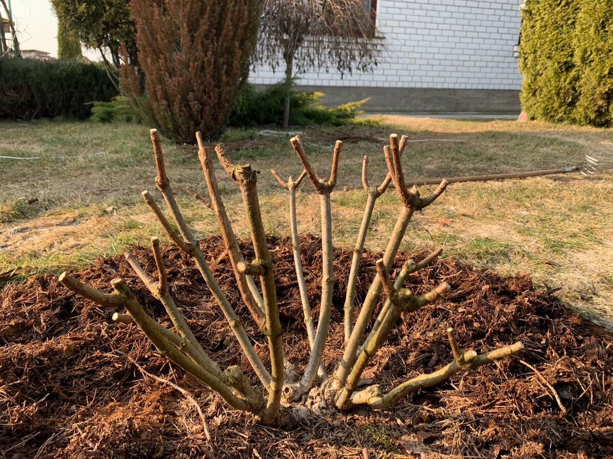 ������ ����� �������, 2026 ���