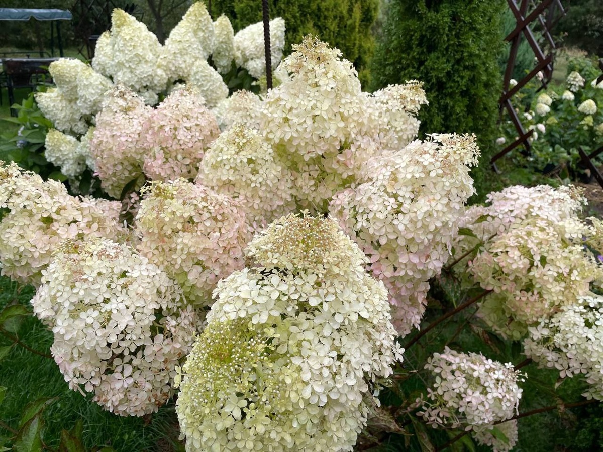 ������, 2025 ���