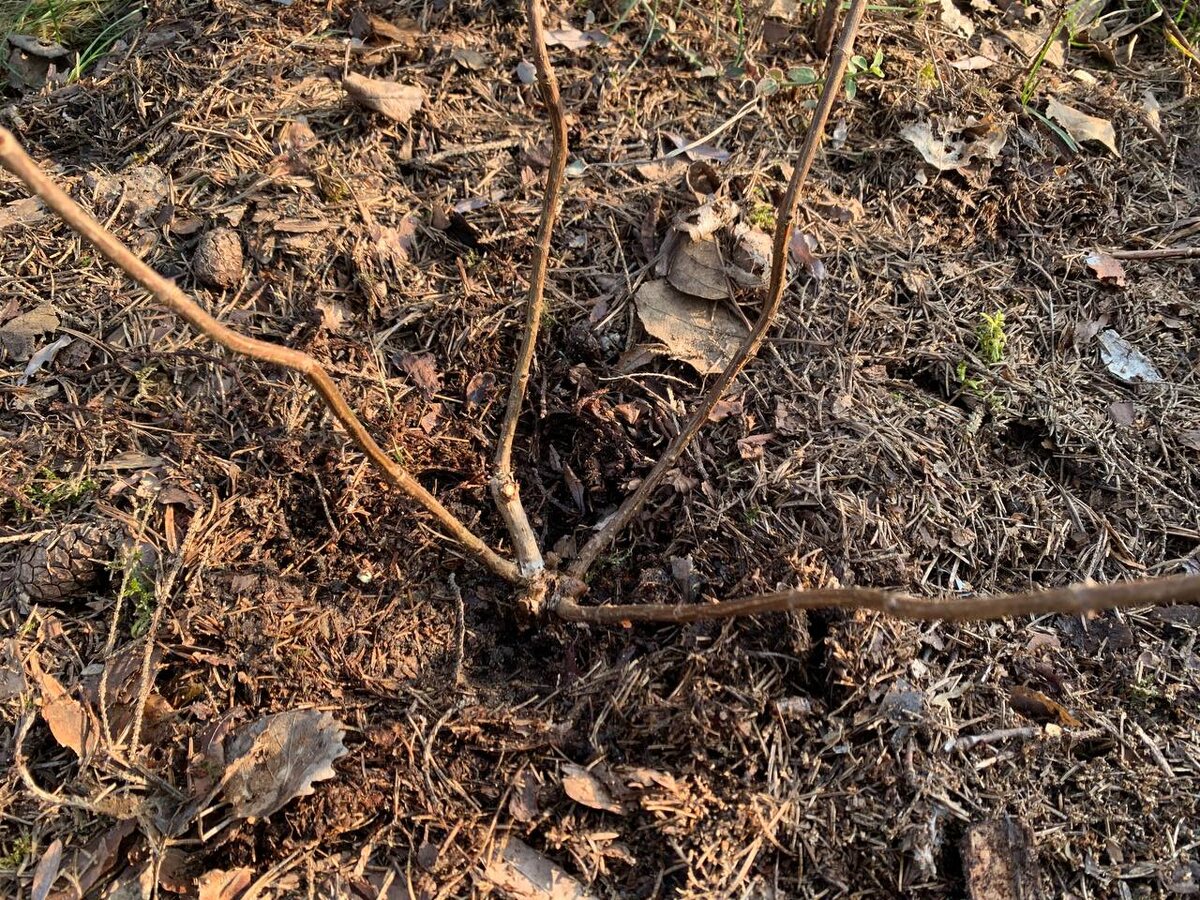 ��������� ����� �� �������