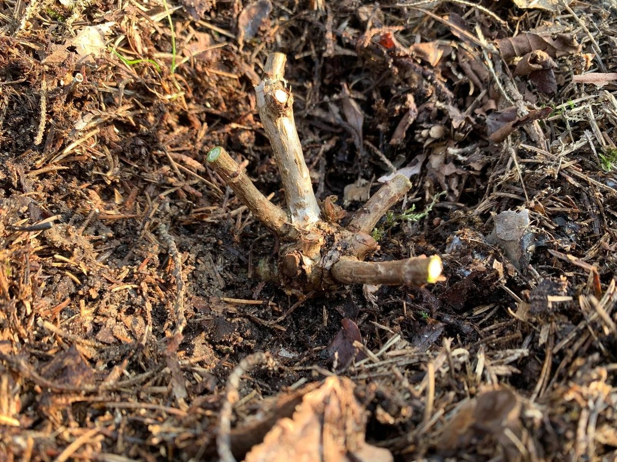 ����� �������