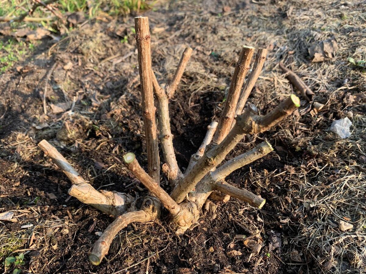 ����� �������