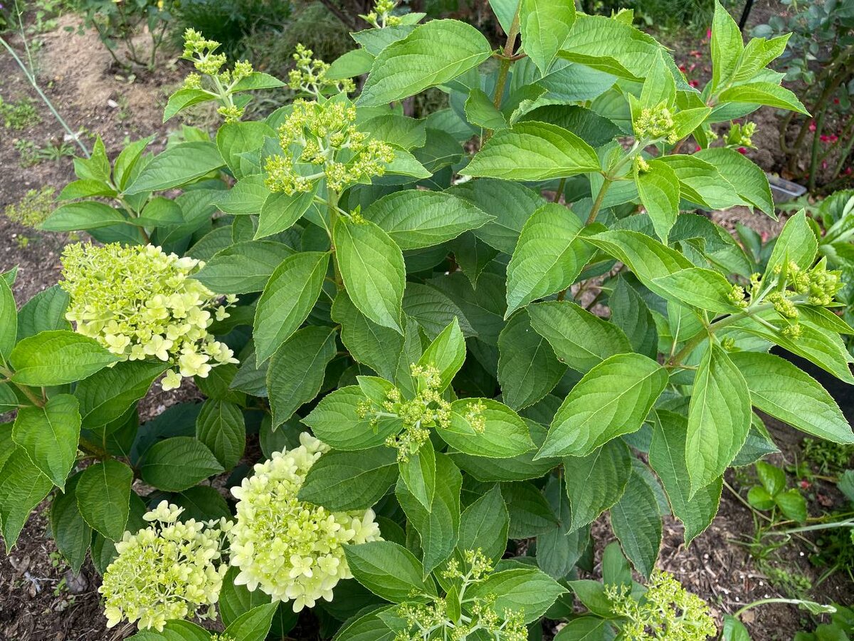 ������� � 2025 ����