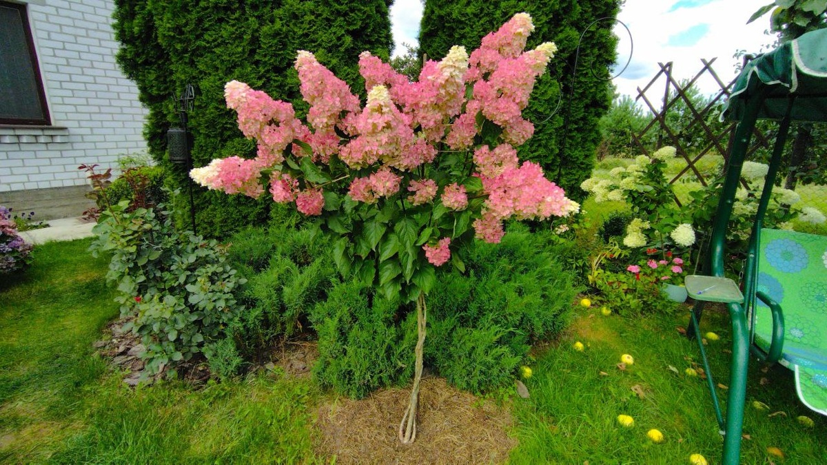 ����� ������ �� ������ 