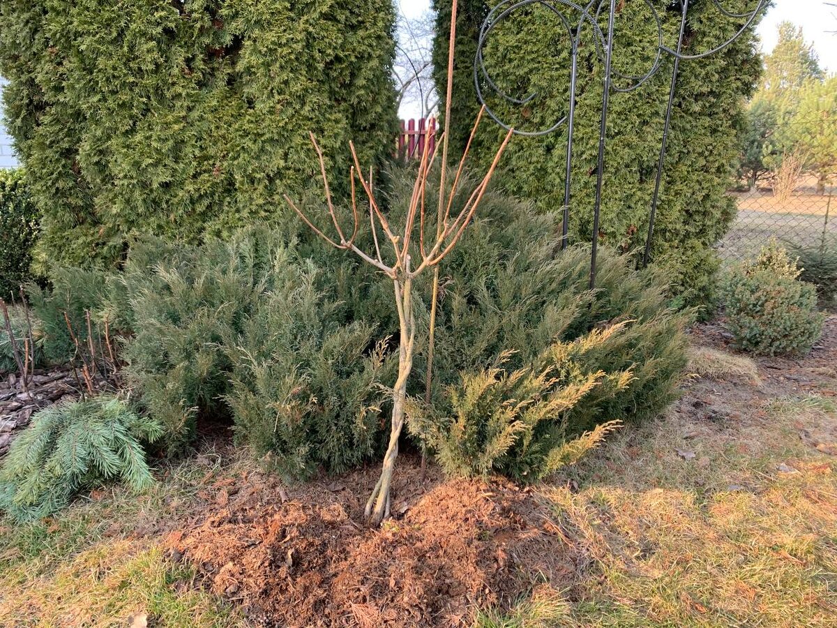 ����� ������ �� �������