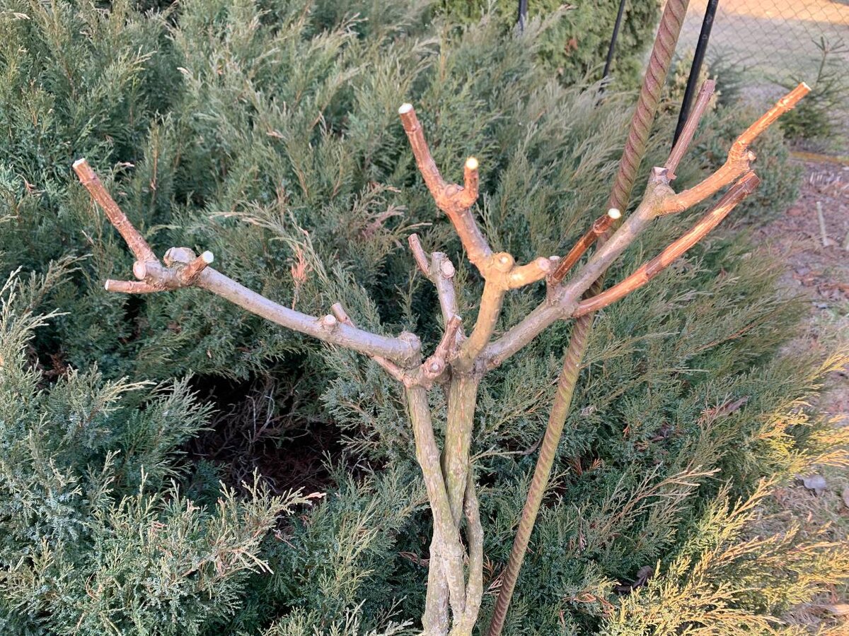 ����� �������