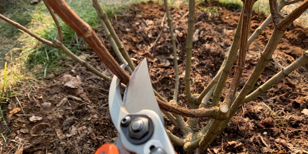 Обрезка метельчатых гортензий в 2026 году. Показываю на примерах: было – стало