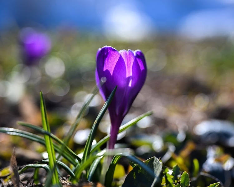     В Курске на улице Ленина распустились первые крокусы