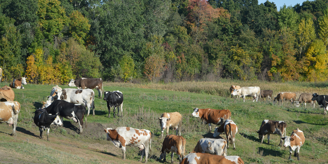 Если коров не видно – они не существуют? Разбираемся «куда делись коровы?»