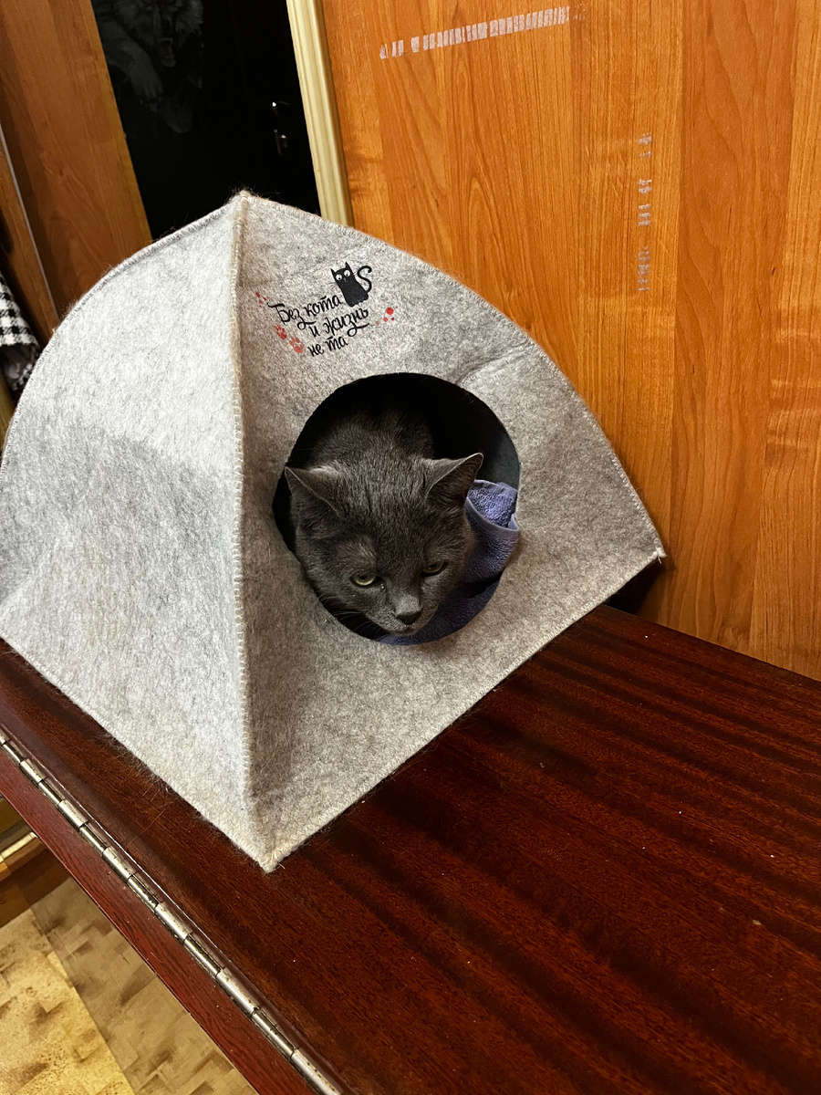 Кошка кия в домике 