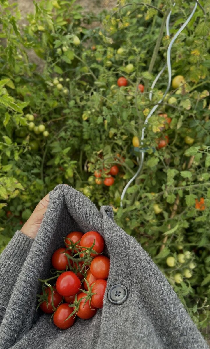 А так помидрчики я конечно очень люблю