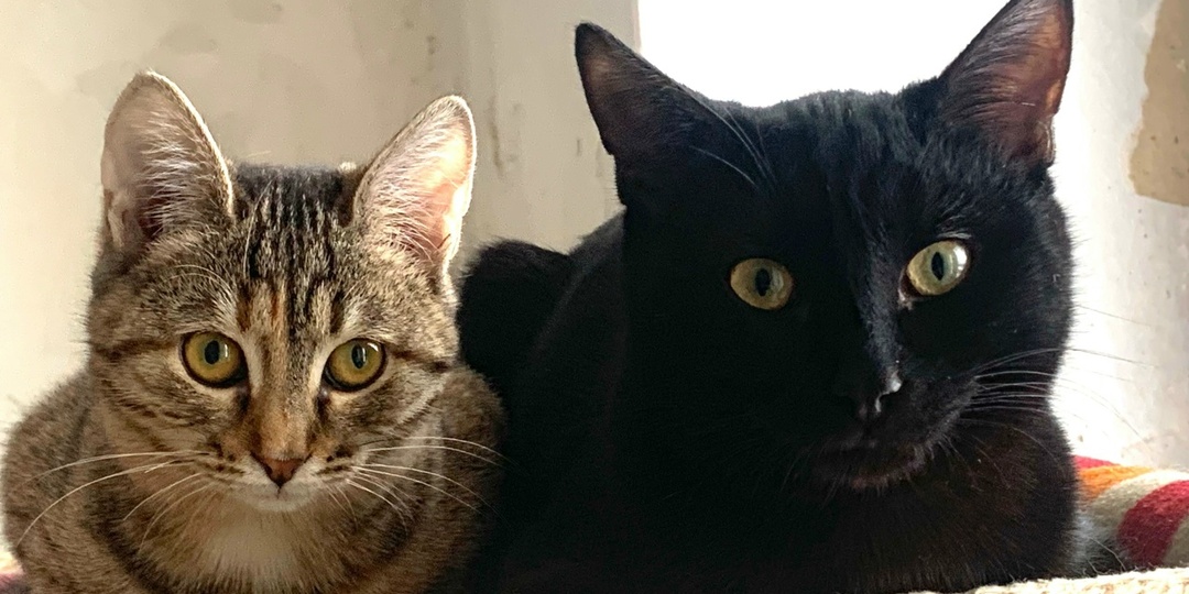 «Наши.» Одно слово перевернуло жизнь и нашу, и котят Тоши с Алисой. Они теперь домашние. Всё, о чем мы мечтали, сбылось