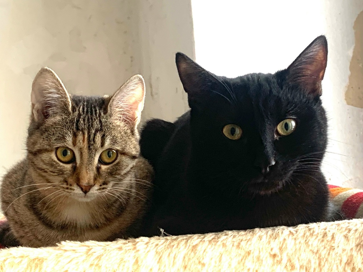 Тоша прожил на передержке 5 месяцев, Алиса -3 месяца. За это время Тоша превратился в красивого котика- подростка.