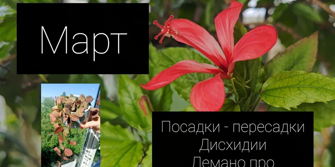 На Ютуб загрузилось ( и кстати быстро) завтра выйдет