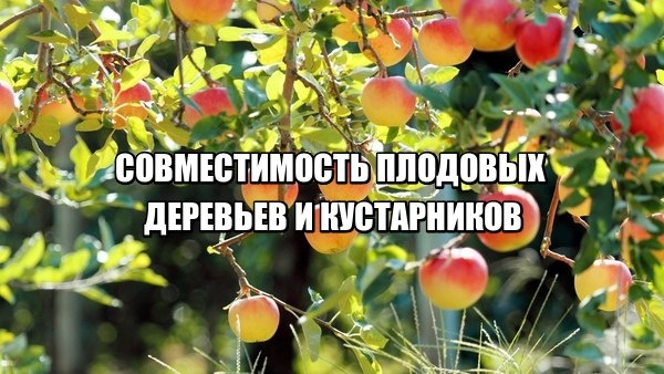 СОВМЕСТИМОСТЬ ПЛОДОВЫХ ДЕРЕВЬЕВ И КУСТАРНИКОВ В САДУ.