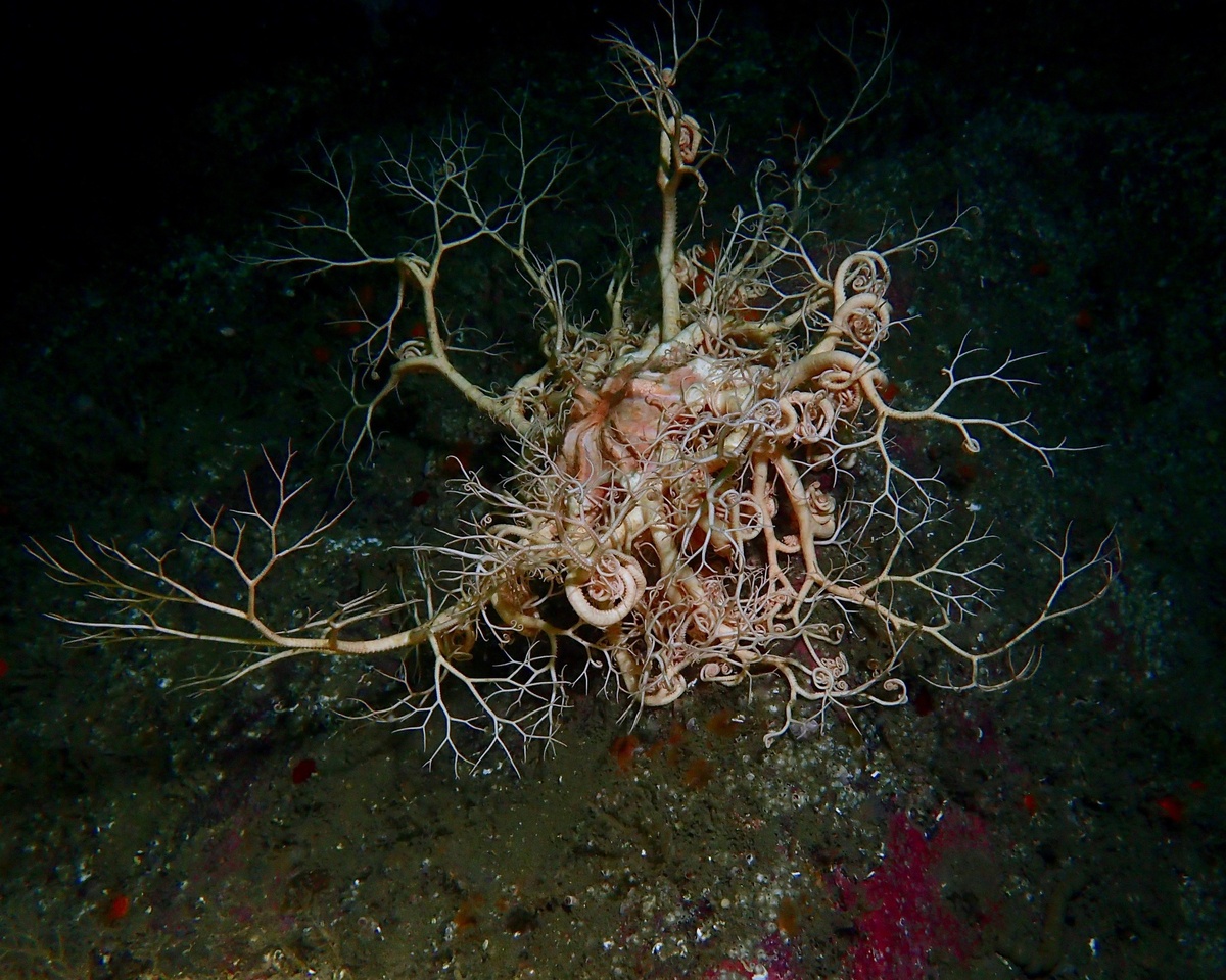 Офиура Голова Горгоны. Да, это крупное животное из океана. Родственник морских звёзд. Имеет кучу подвижных отростков до 70 см. Питается планктоном.