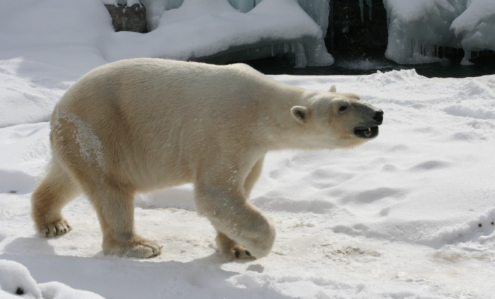 Как говорится, память хорошая – где пообедает, туда и ужинать идёт / фото: pxhere.com