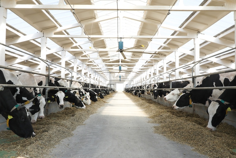     Как сработали животноводы Копыльщины