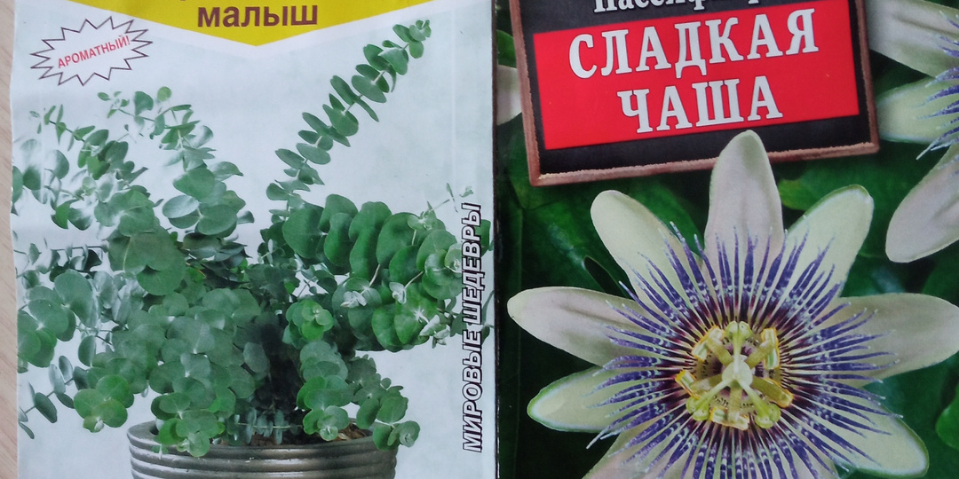 Эвкалипт и пассифлора. Новым растения быть!