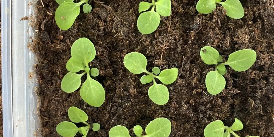 Что с моей рассадой петунии?🌱 Всходы вышли, но не развиваются?