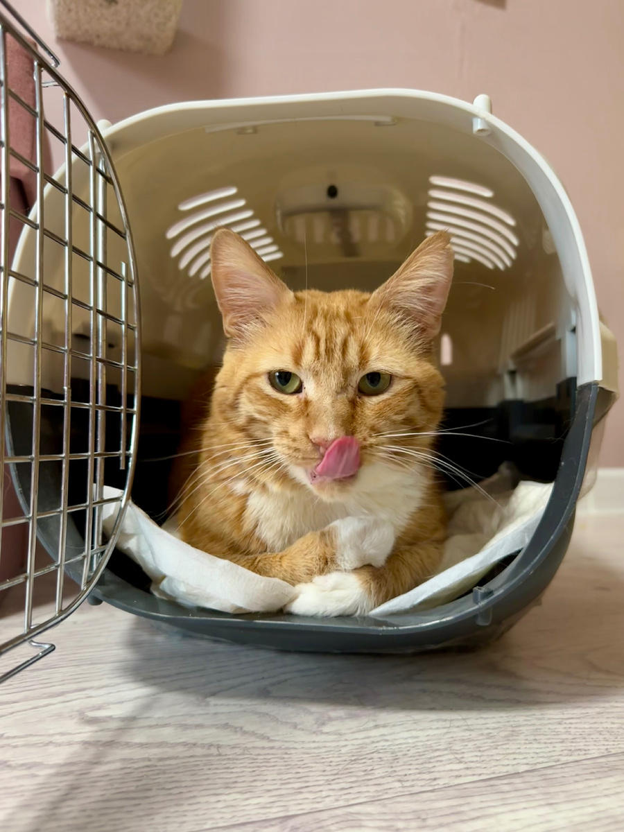 Патрик. Живет в Котолейке, ищет дом.