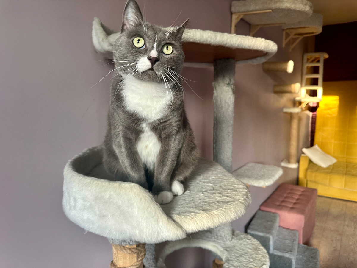 Сильвер из Котолейки. Ищет дом.