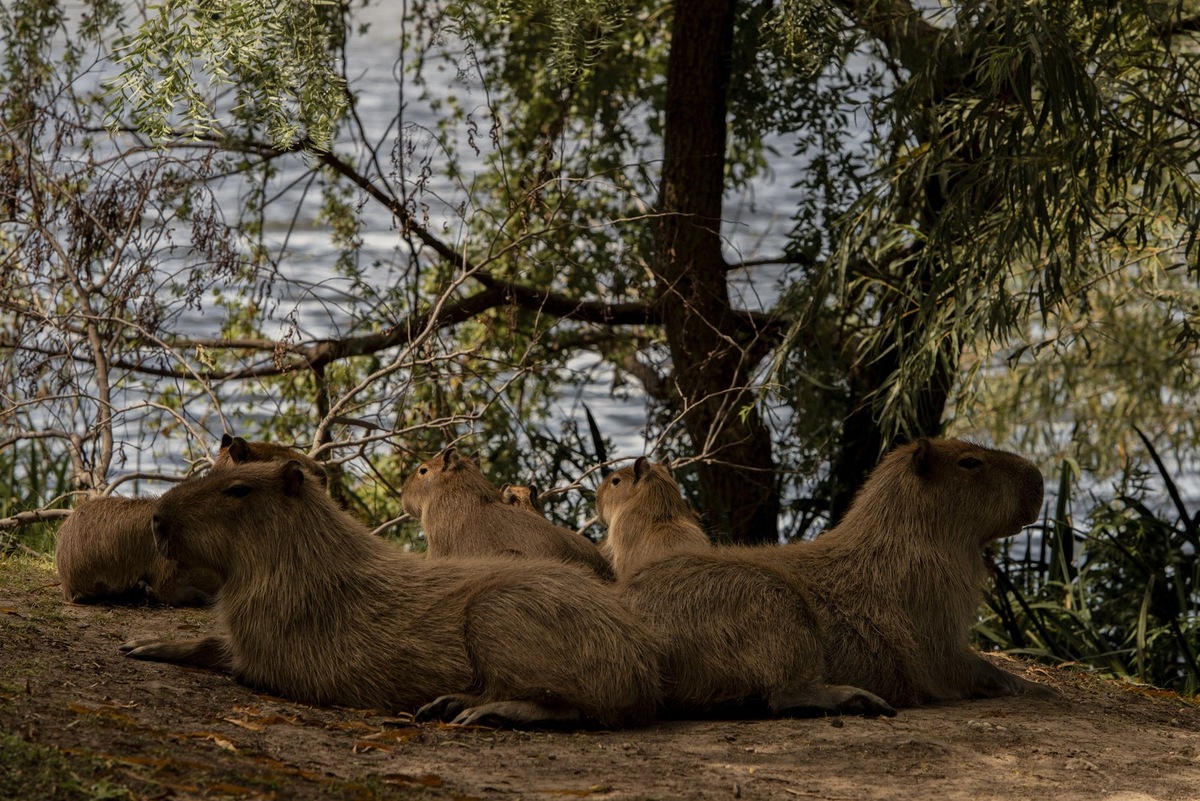    Снимок, оказавшийся среди финалистов Sony World Photography Awards 2026