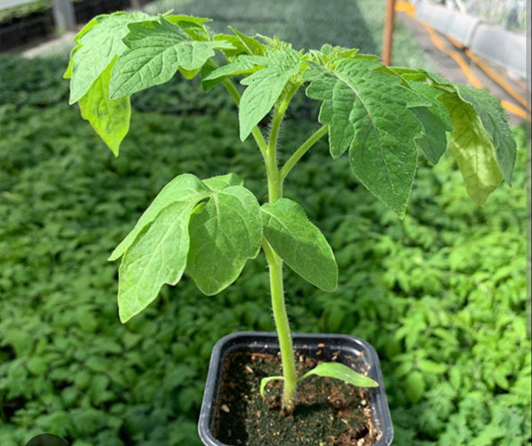 Фото из интернета