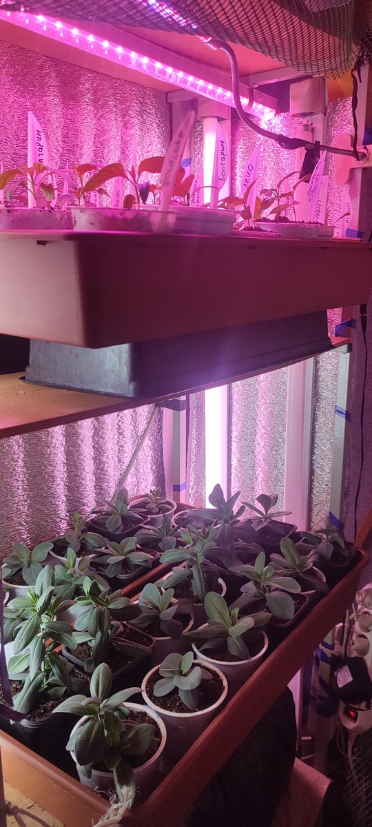 У меня организован стеллаж с дополнительной подсветкой