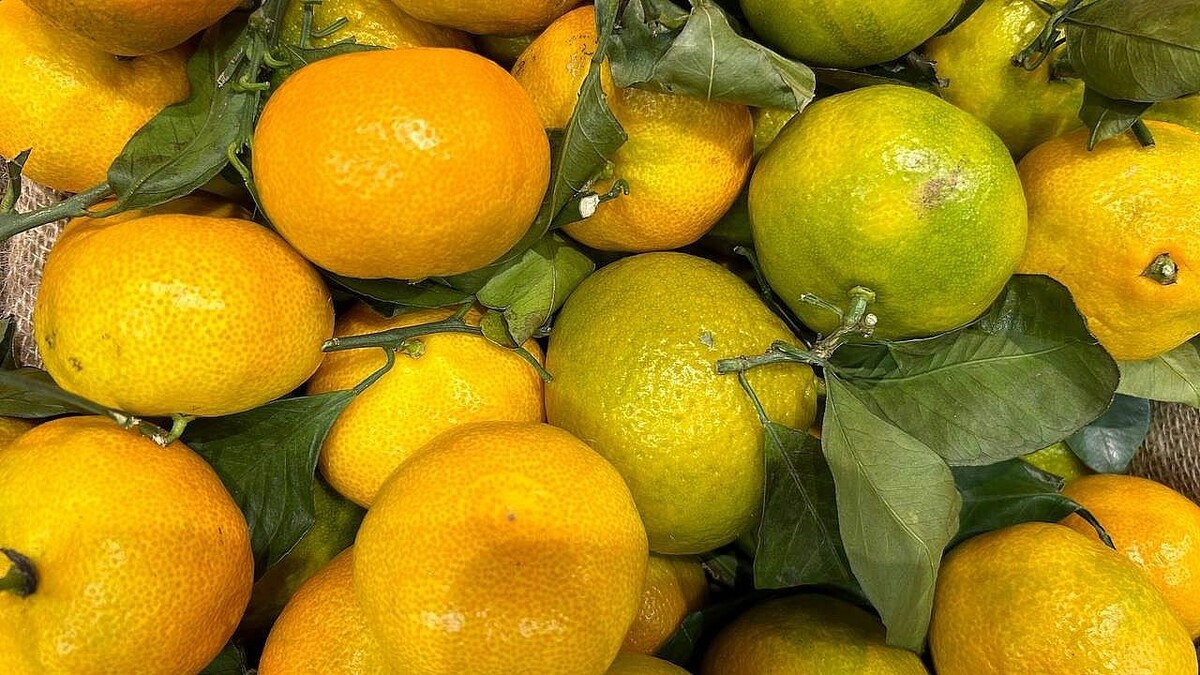    Фото: телеканал «Краснодар»