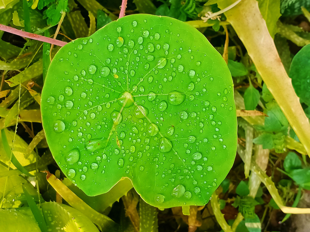 Гидрофобные свойства в природе