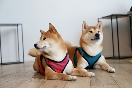 На фото — мягкая нейлоновая шлейка-жилетка от бренда Triol. Амуниция имеет дышащую сетчатую поверхность и эргономичные широкие липучки, благодаря чему не стесняет движений питомца. 