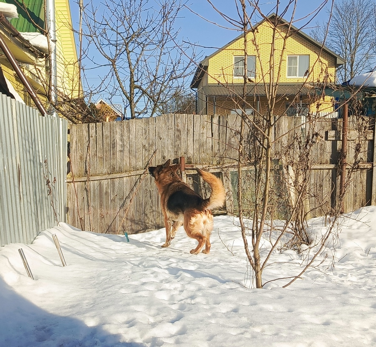 Рокси бдит!