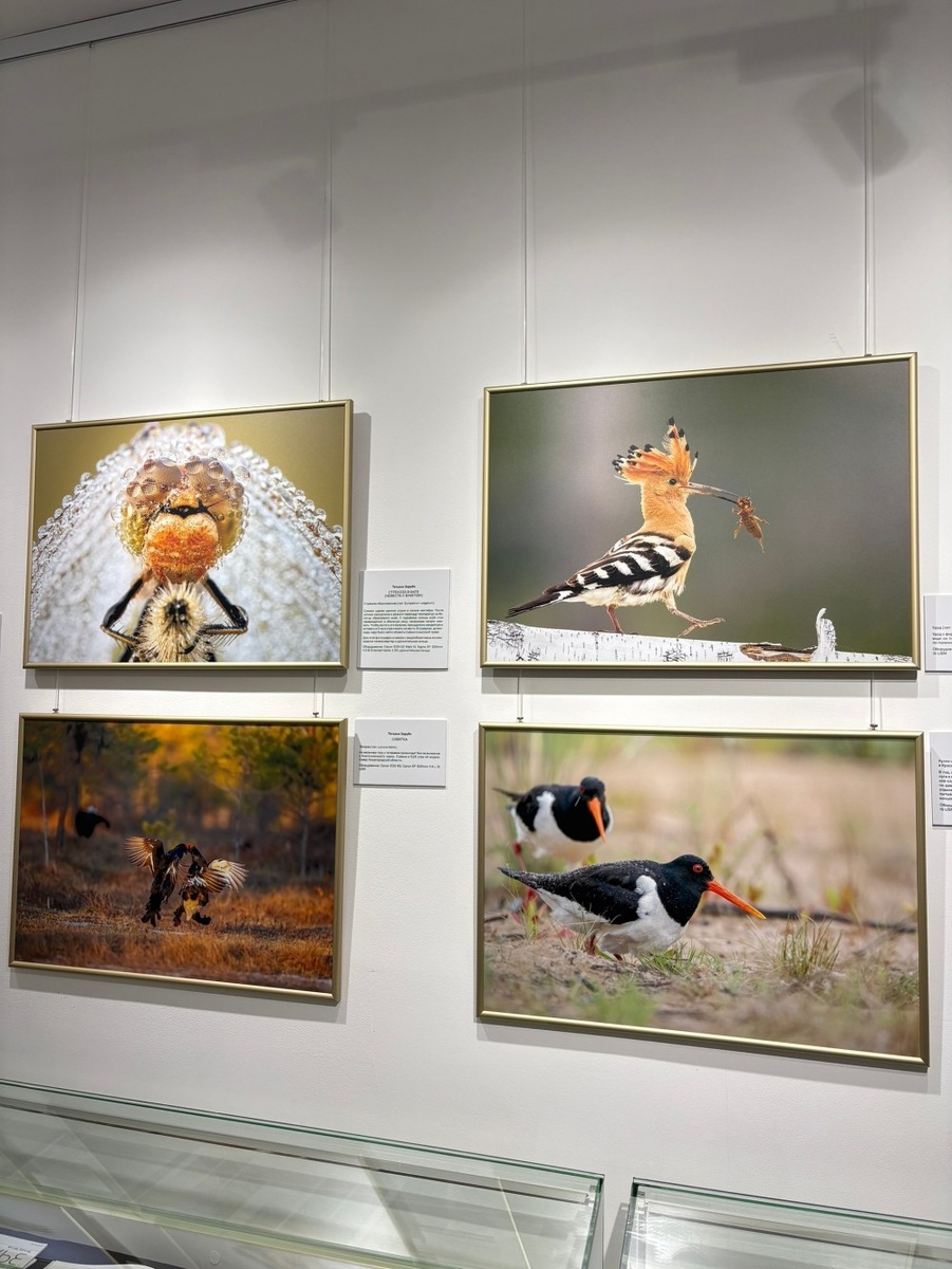    В Русском музее фотографии открылась выставка «Ангел неба»